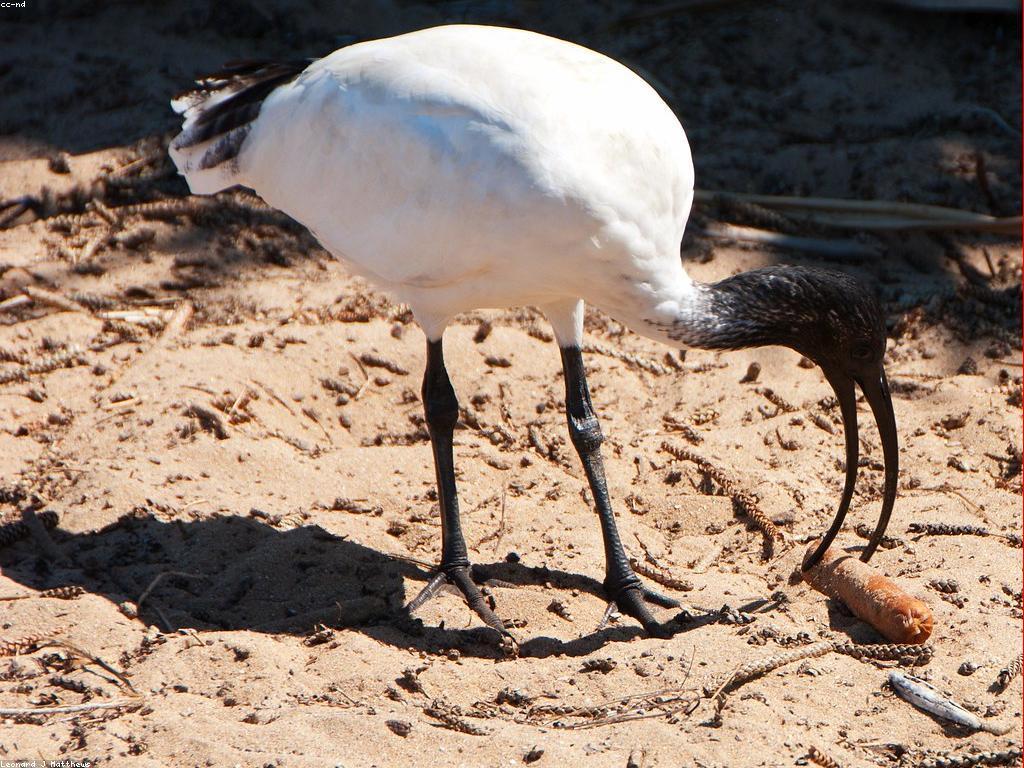 សំណាងនិងអត្ថប្រយោជន៍: តើអ្វីជារូបភាពនៃសំណាងក្នុងជីវិត?